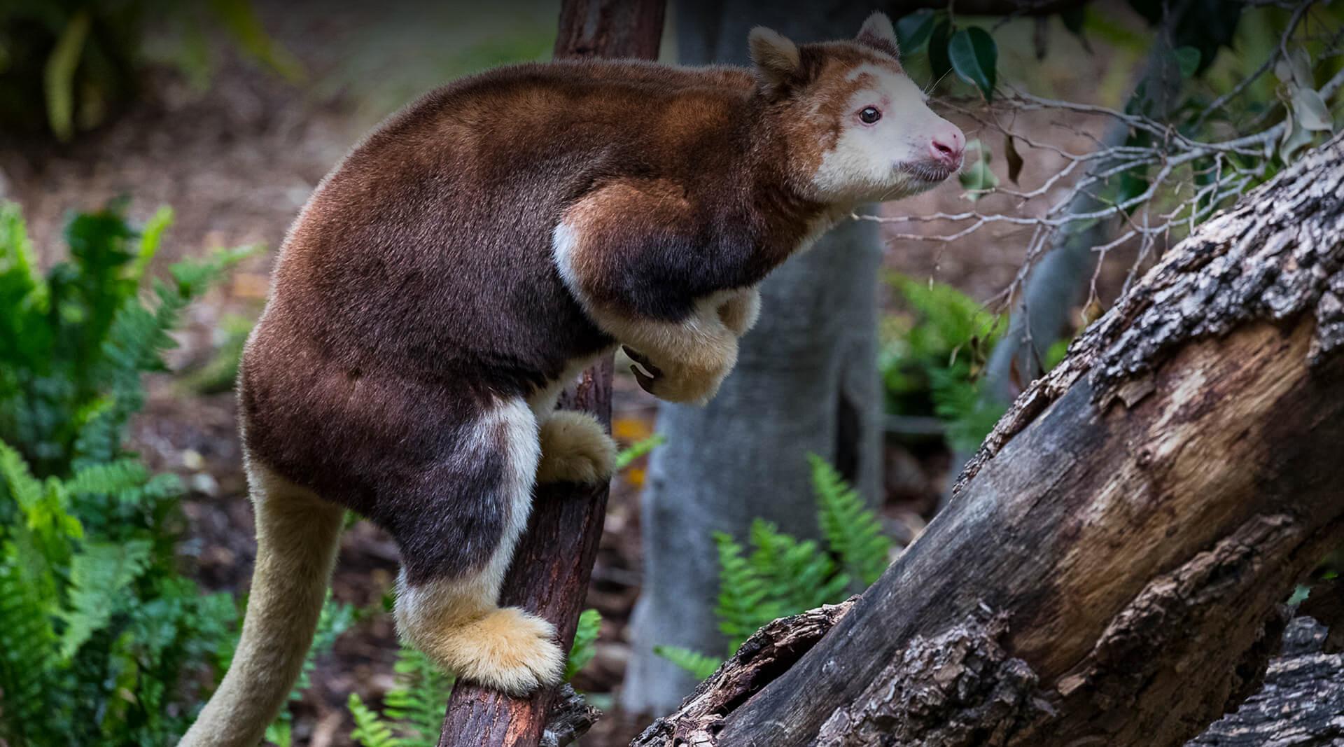 Matschie s Tree Kangaroo San Diego Zoo Safari Park nursery-tree-kangaroos-zoochat